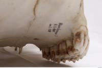 animal skull teeth 0011